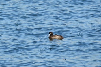 2021年1月4日(月) 日の出三番瀬沿い緑道の野鳥観察記録