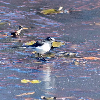 セグロセキレイ 岩槻城址公園 2021年1月13日(水)