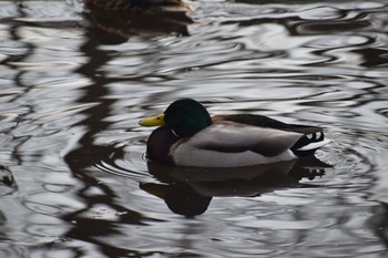 マガモ 岩槻城址公園 2021年1月16日(土)