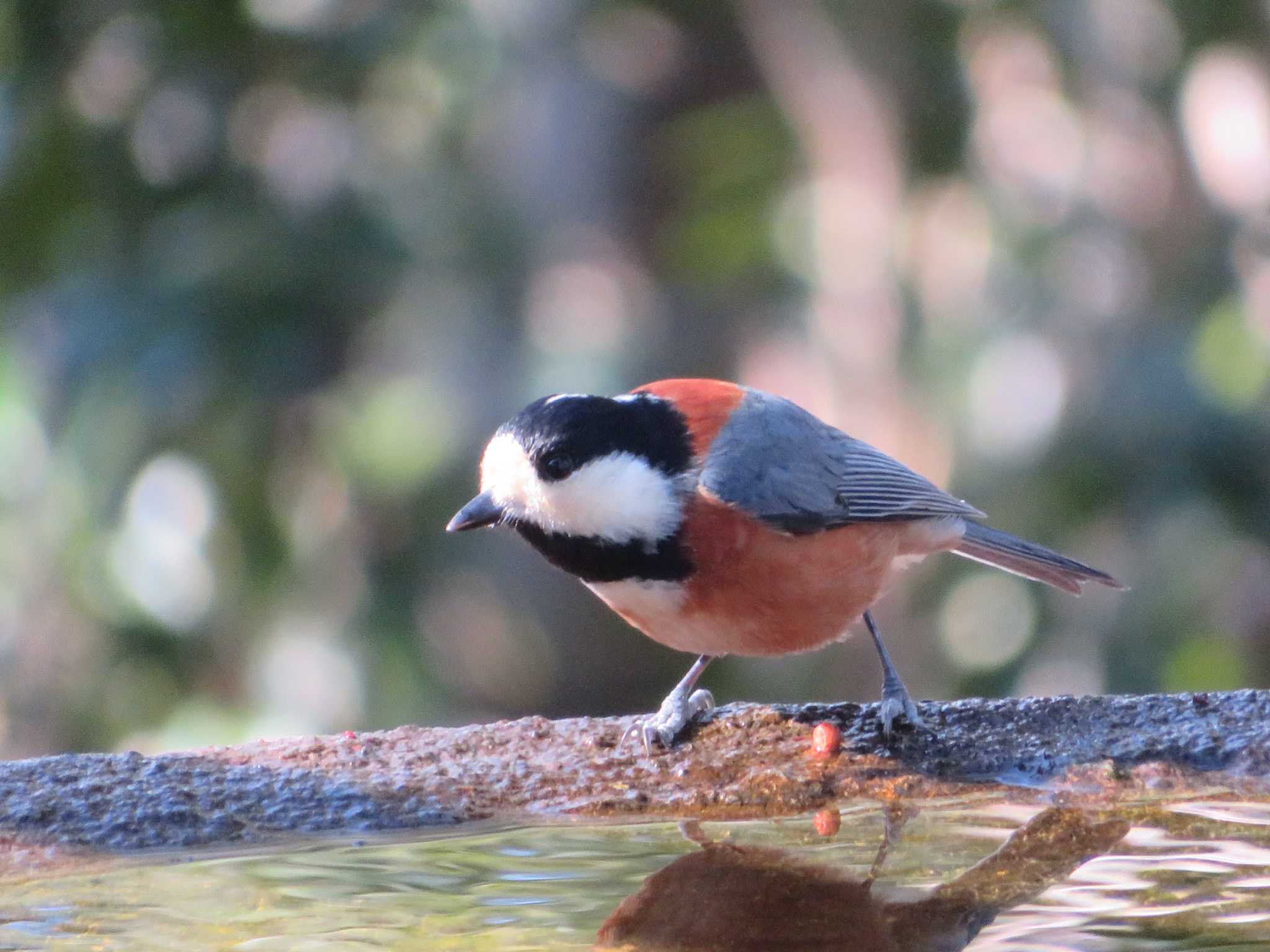 Varied Tit