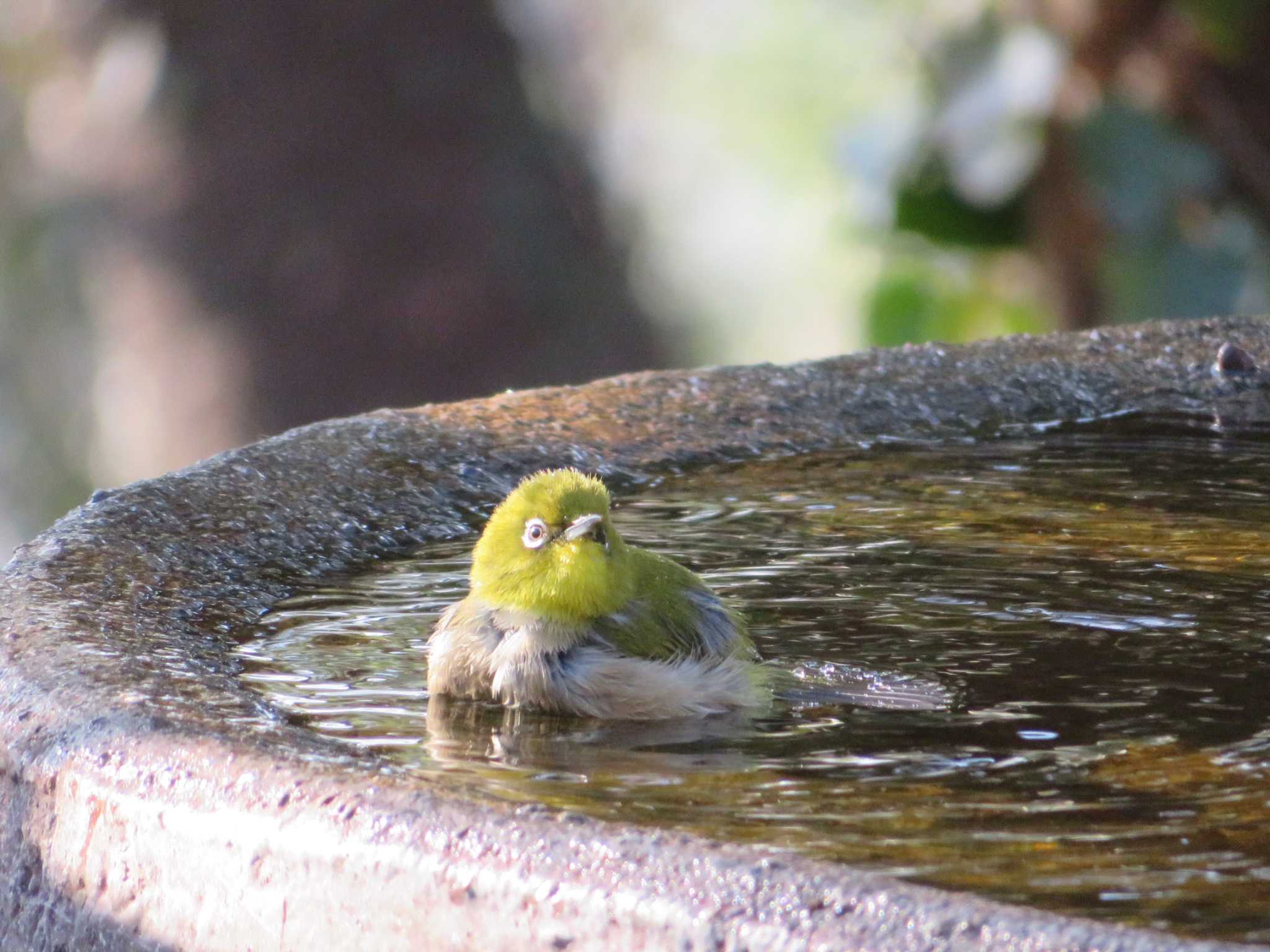 Warbling White-eye