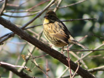 アオジ 権現山(弘法山公園) 2021年1月22日(金)