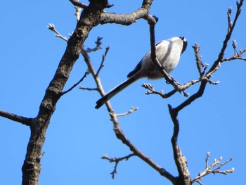 Fri, 1/22/2021 Birding report at 権現山(弘法山公園)