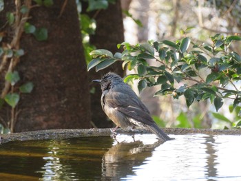 ヒヨドリ 権現山(弘法山公園) 2021年1月22日(金)