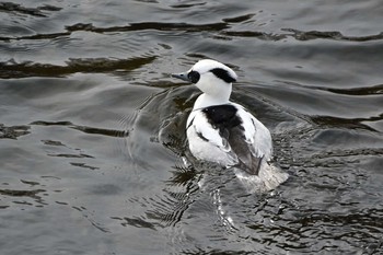 2021年1月11日(月) 諏訪湖の野鳥観察記録