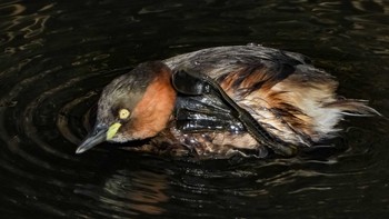 Little Grebe 恩田川 Fri, 1/22/2021