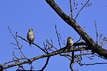 Hawfinch Hikarigaoka Park Sun, 12/11/2016