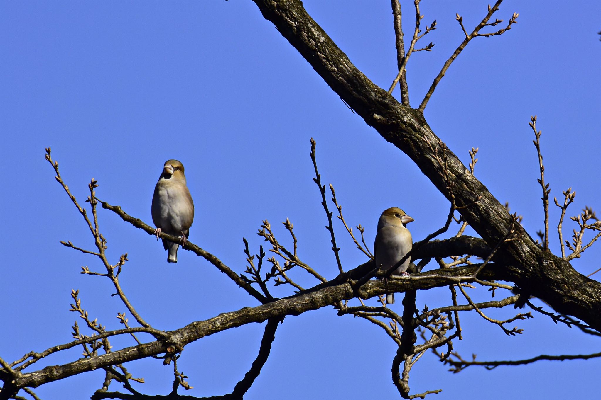 Photo of Hawfinch at Hikarigaoka Park by サイゼリアン