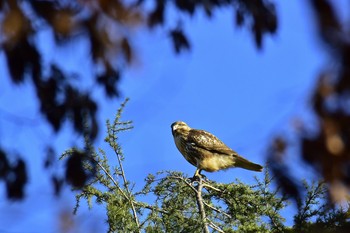 Eastern Buzzard Hikarigaoka Park Sun, 12/11/2016