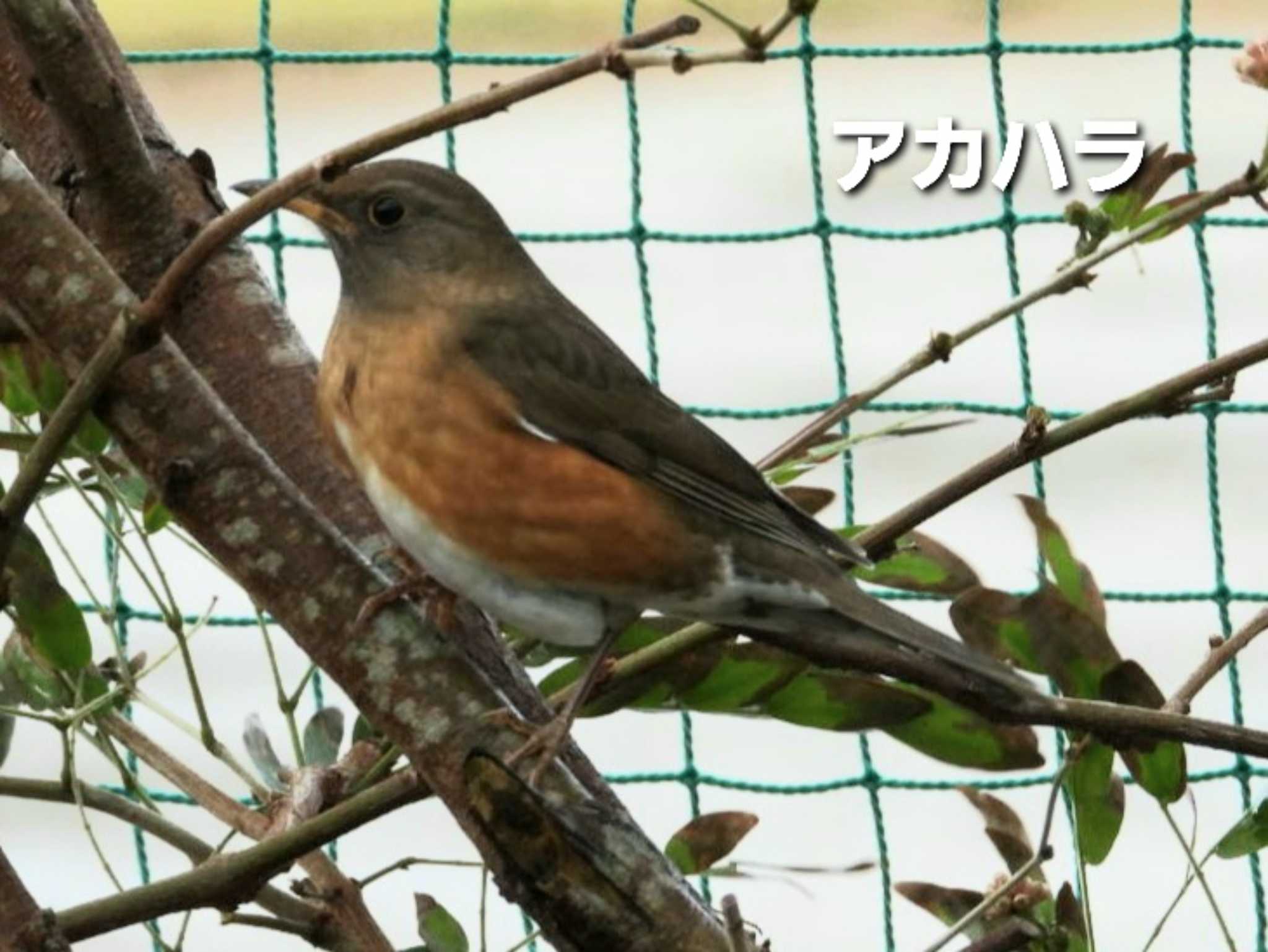 恩納村 アカハラの写真