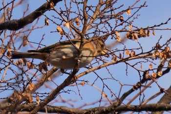 Brambling 武庫川 Sat, 1/16/2021