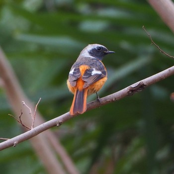 2021年1月23日(土) 秋ヶ瀬公園の野鳥観察記録