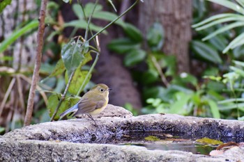 Red-flanked Bluetail Hikarigaoka Park Sat, 12/10/2016