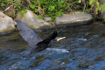 カワウ 内津川 2020年9月21日(月)