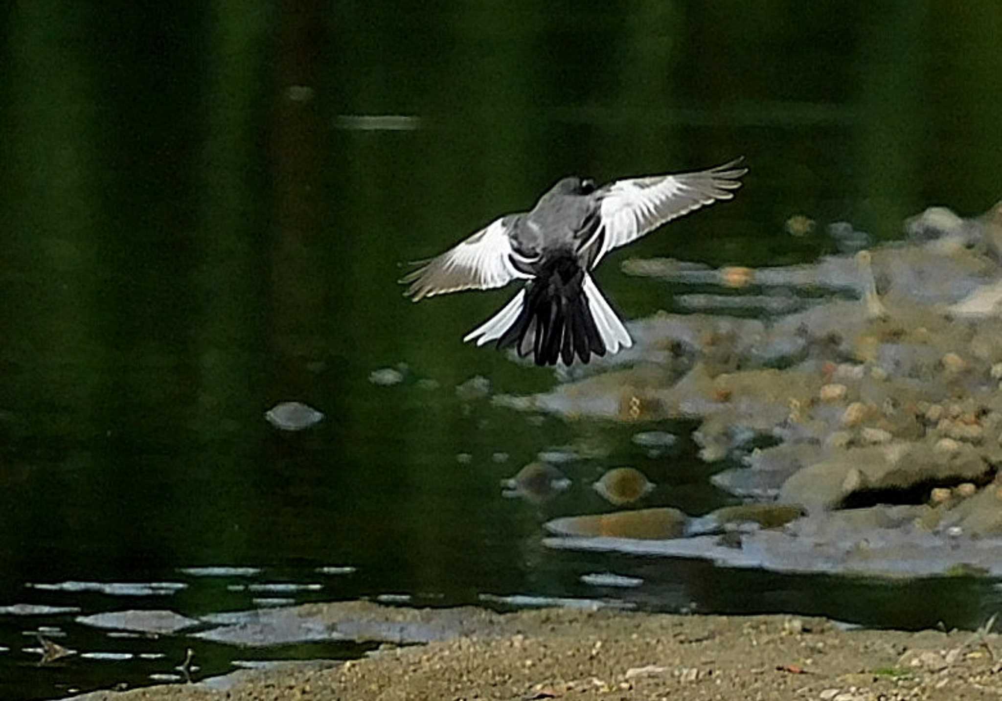 愛知県森林公園 セグロセキレイの写真 by よつくん