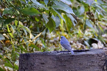 Red-flanked Bluetail Hikarigaoka Park Sat, 12/10/2016