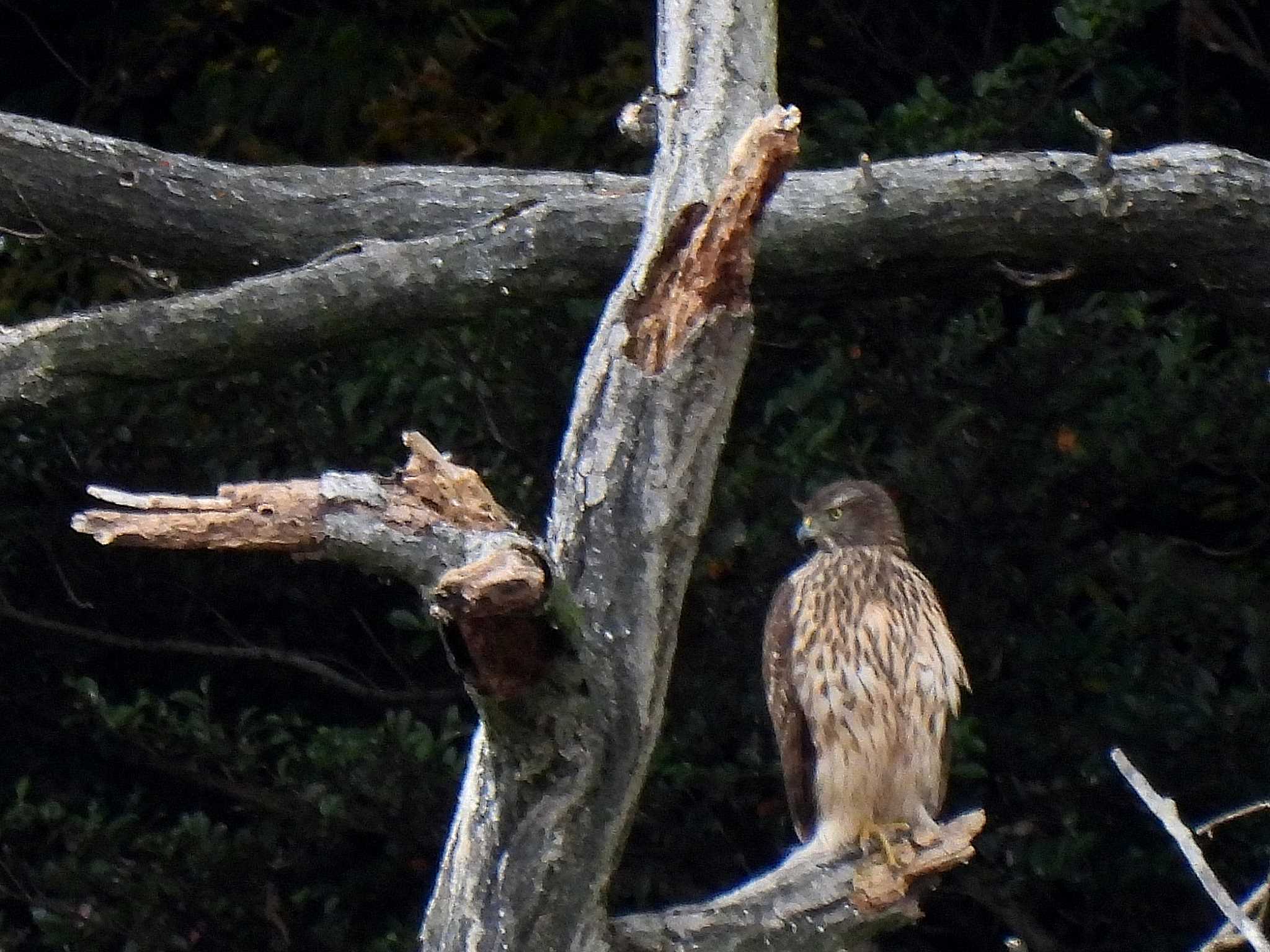 愛知県森林公園 オオタカの写真 by よつくん