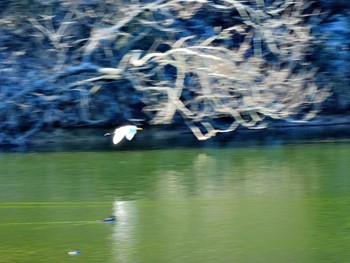 2020年12月17日(木) 愛知県森林公園の野鳥観察記録