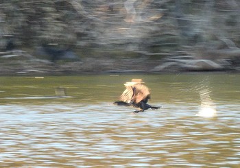 カワウ 愛知県森林公園 2020年12月17日(木)