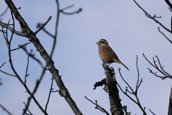 Meadow Bunting 潮見坂平和公園 Sun, 12/20/2020