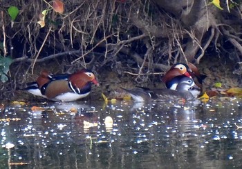 2020年11月22日(日) 愛知県森林公園の野鳥観察記録