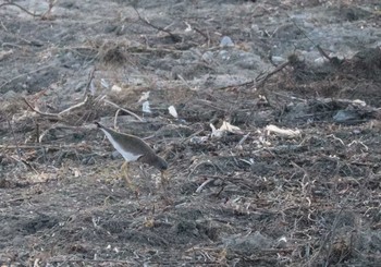 Grey-headed Lapwing 庄内川 Sun, 1/10/2021