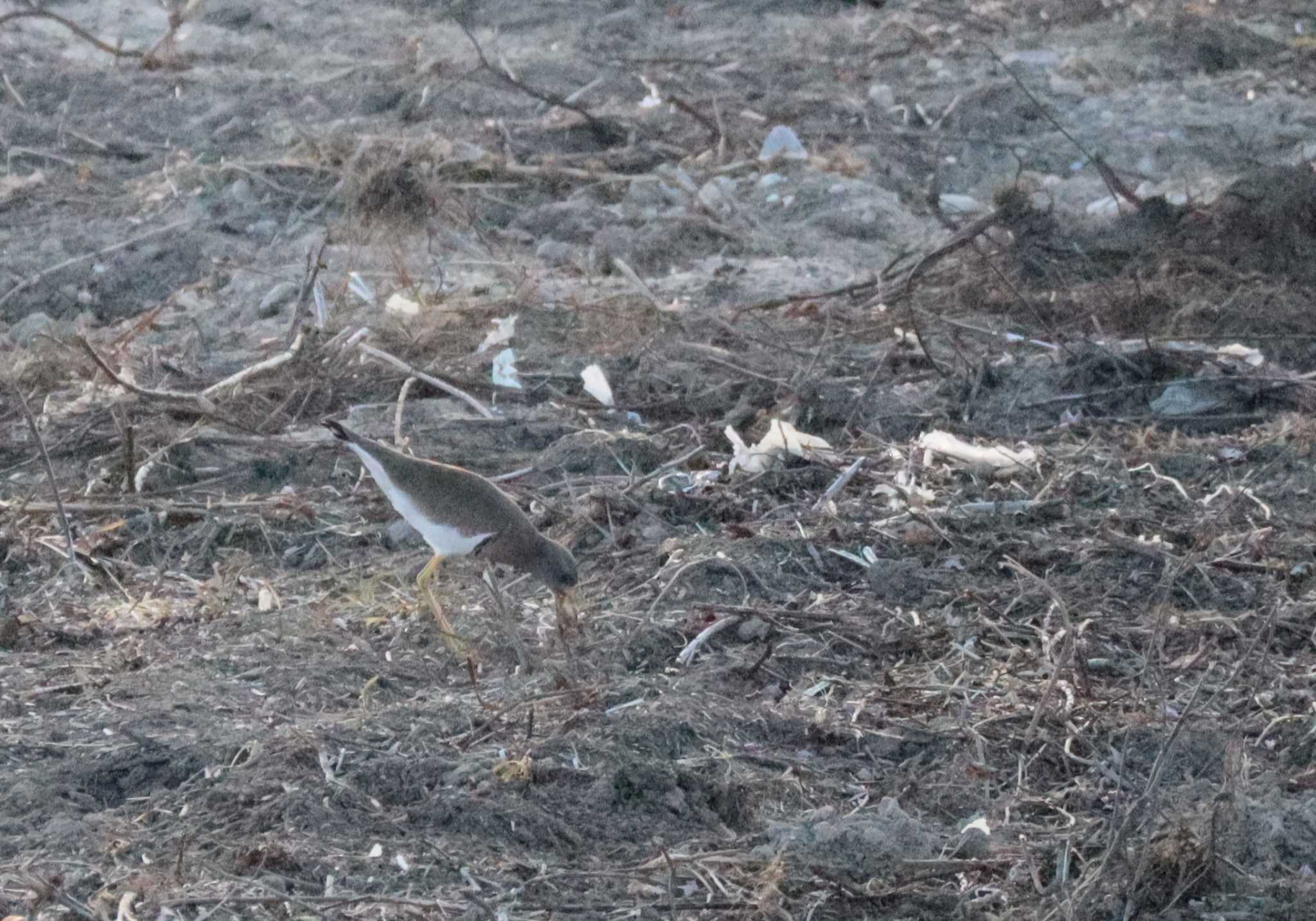 Photo of Grey-headed Lapwing at 庄内川 by よつくん