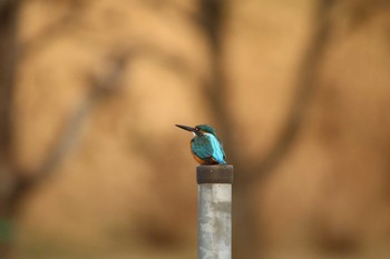 Common Kingfisher 四季の里公園 Mon, 1/11/2021