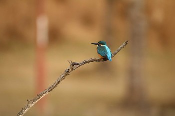 Mon, 1/11/2021 Birding report at 四季の里公園