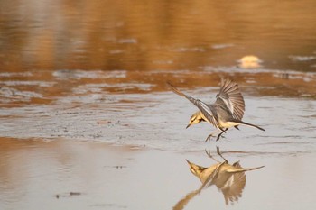 Sun, 1/17/2021 Birding report at 守谷野鳥のみち