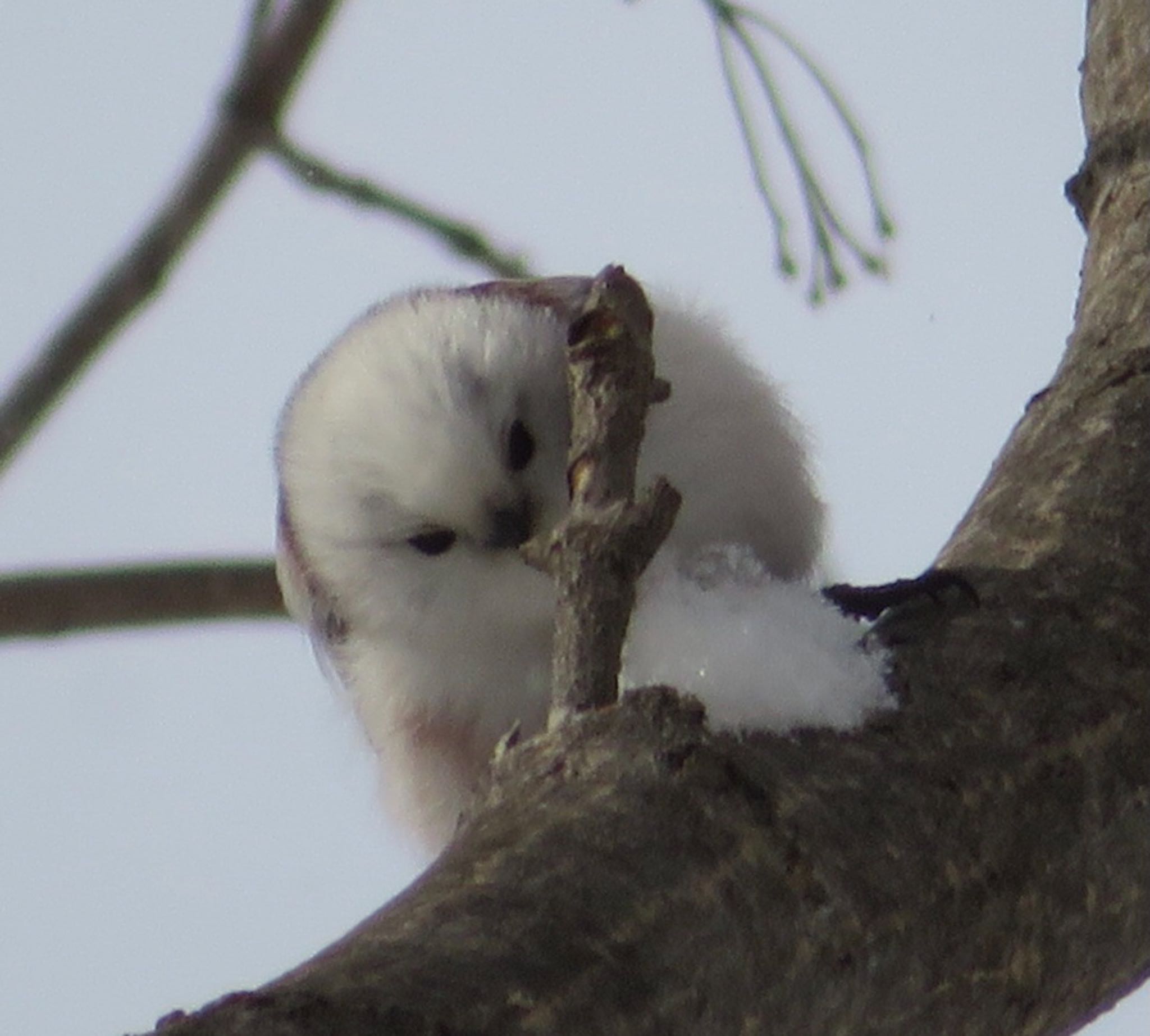 真駒内公園 シマエナガの写真