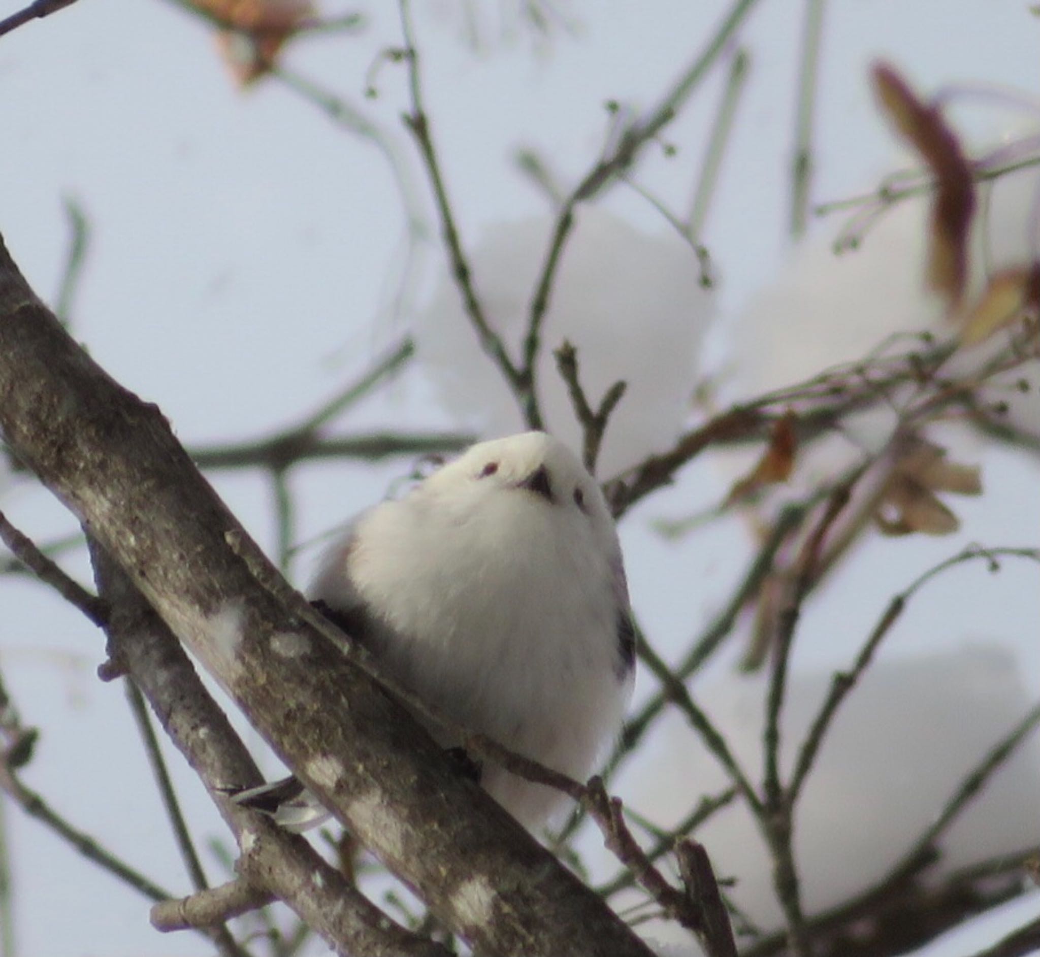 真駒内公園 シマエナガの写真