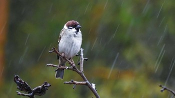 Eurasian Tree Sparrow 恩田川 Sat, 1/23/2021