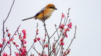 Sat, 1/11/2020 Birding report at 奈良川