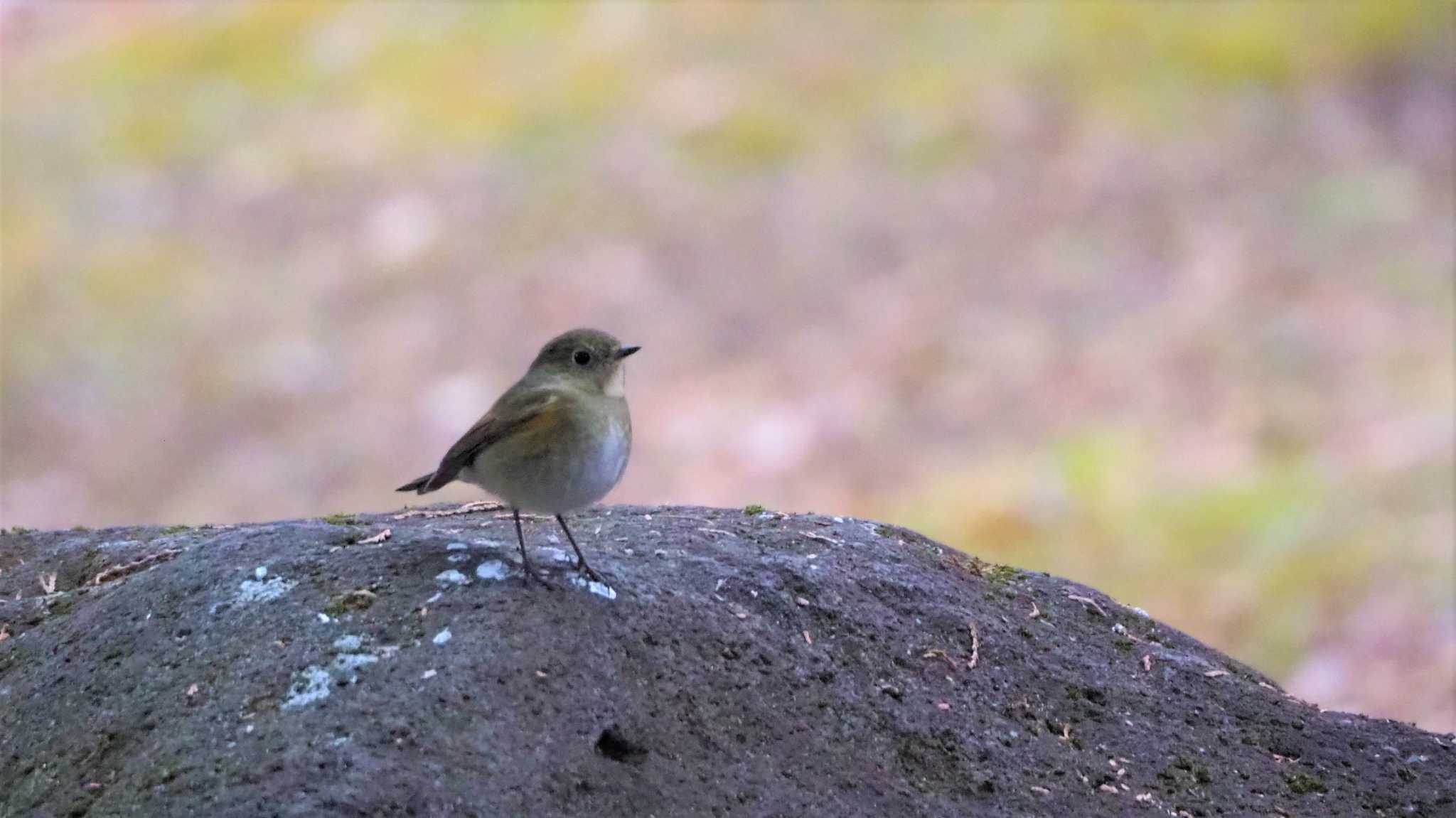 井頭公園 ルリビタキの写真