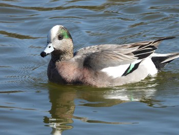 アメリカヒドリ 都立浮間公園 2021年1月14日(木)