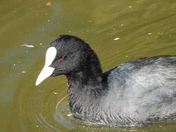 オオバン 都立浮間公園 2021年1月14日(木)