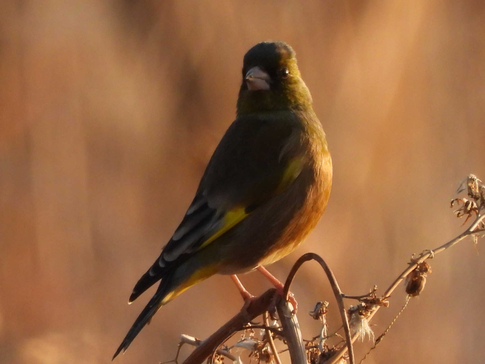 夕陽に染まるカワラヒワ