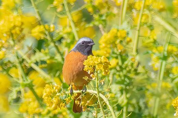 Daurian Redstart Komiya Park Sun, 2/9/2020