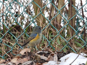 ルリビタキ 青葉山公園 2021年1月23日(土)