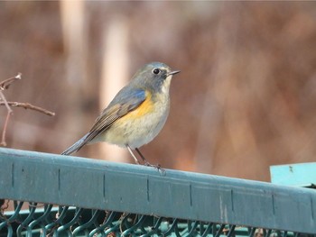 Red-flanked Bluetail Aobayama Park Sat, 1/23/2021