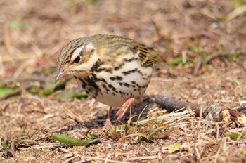 ビンズイ 馬見丘陵公園 2021年1月18日(月)