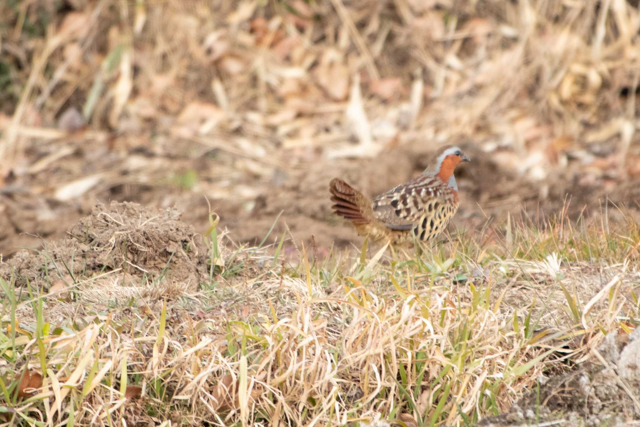 Chinese Bamboo Partridge