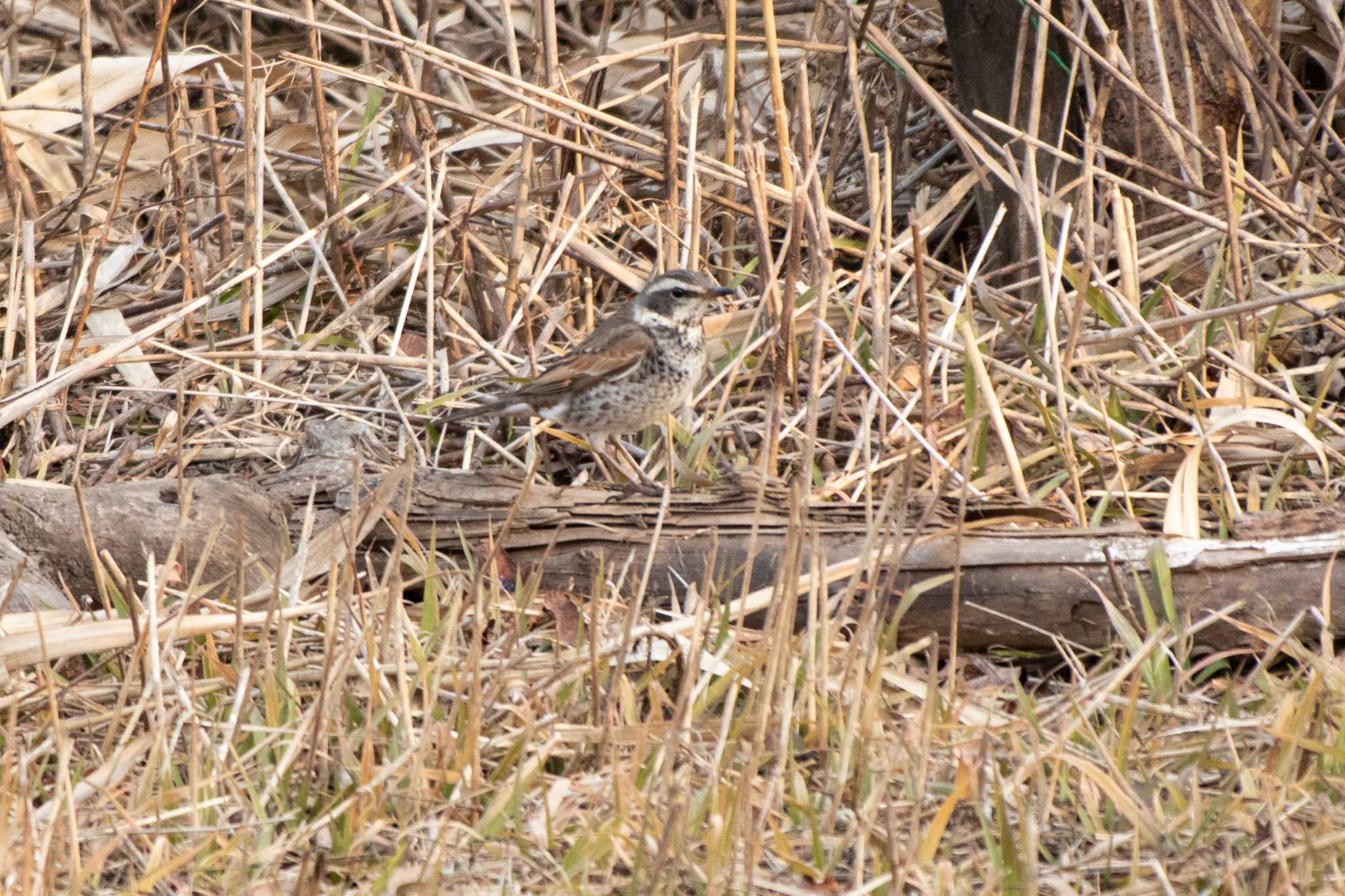 Dusky Thrush