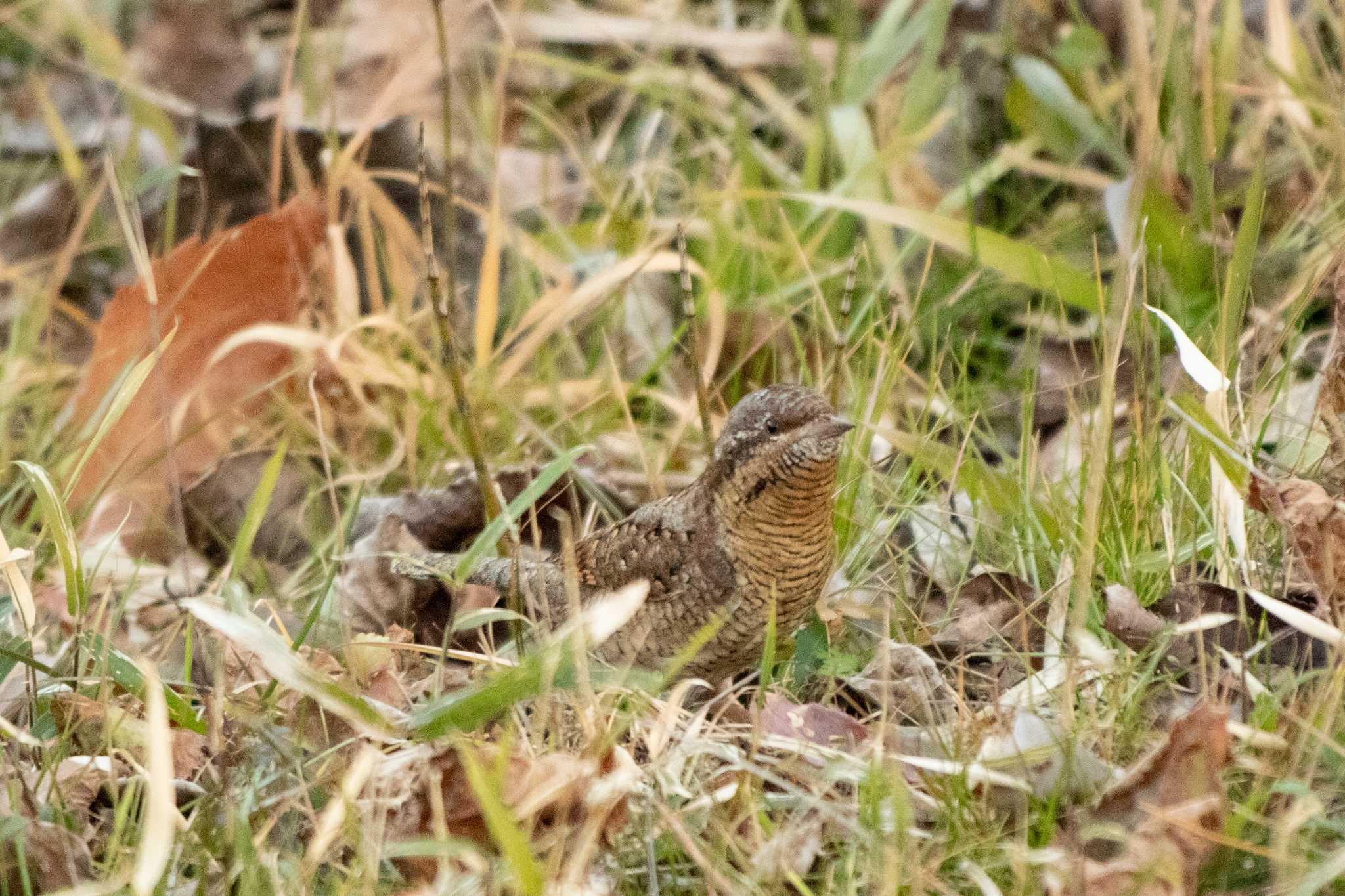 Eurasian Wryneck