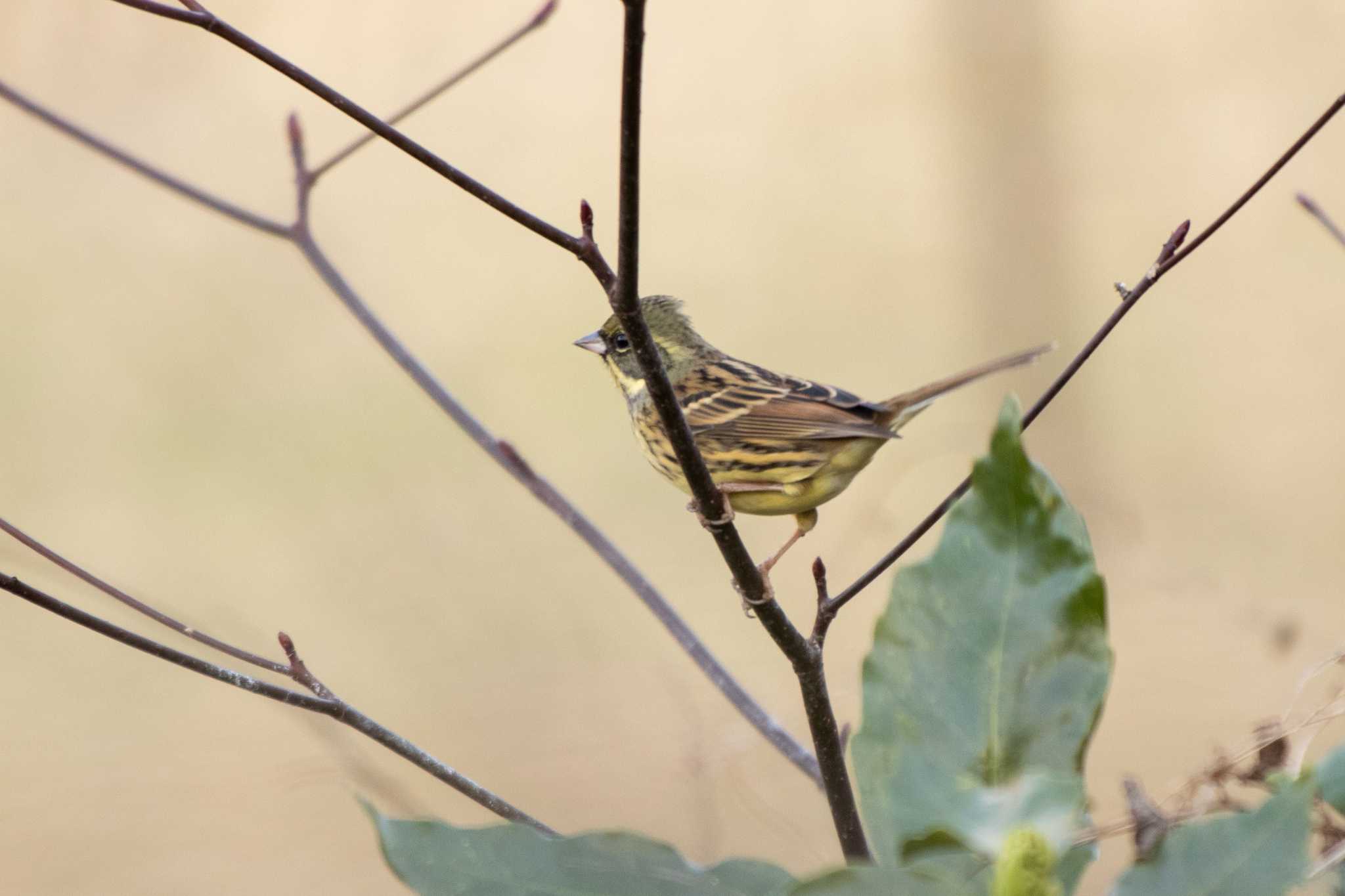 Masked Bunting