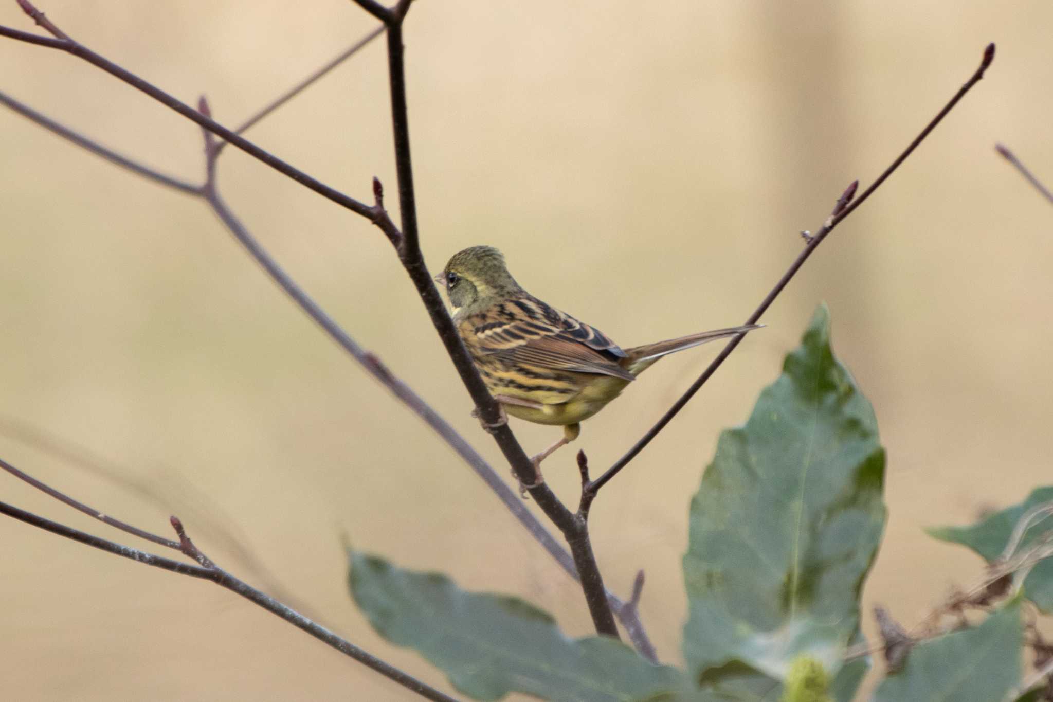 Masked Bunting