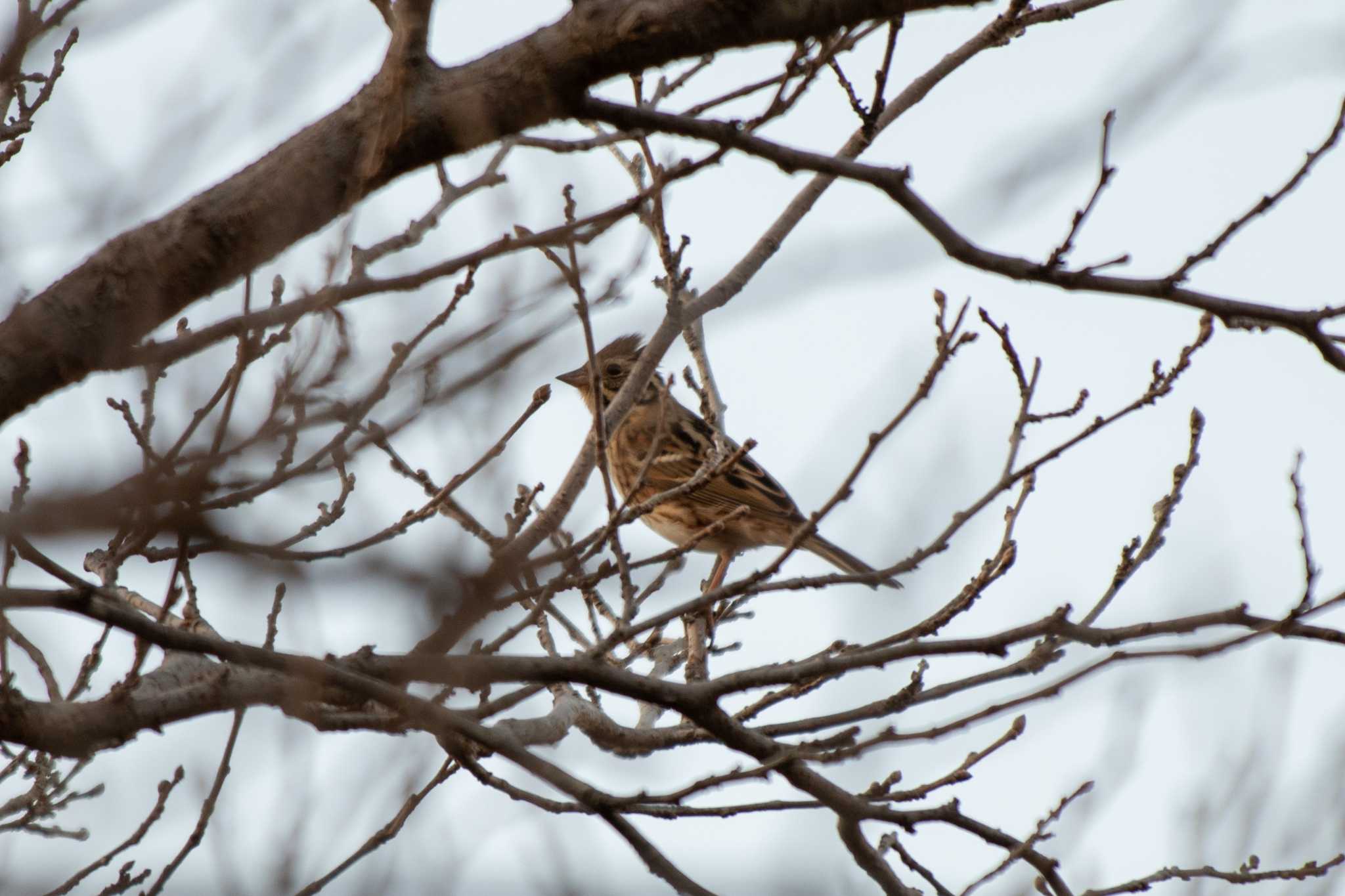 Rustic Bunting