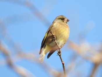 カワラヒワ 青葉山公園 2021年1月23日(土)