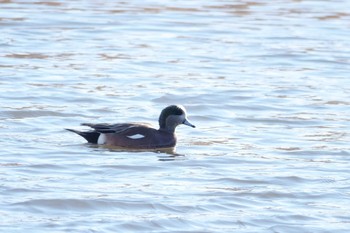 American Wigeon 多摩川 河口 Sat, 1/9/2021